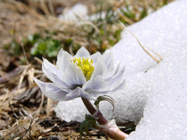 天山雪蓮